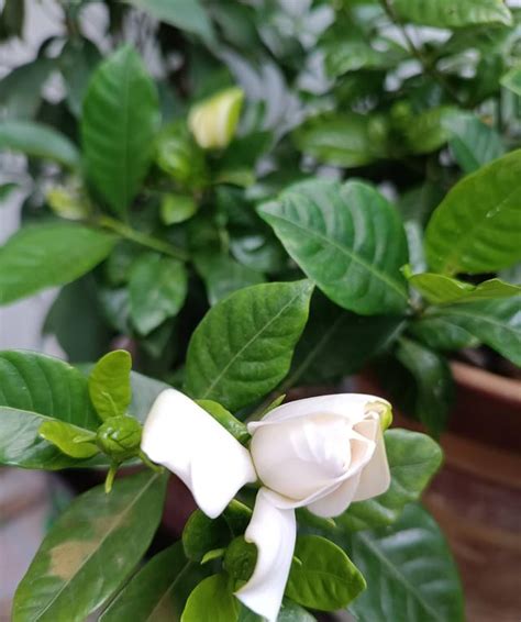 如何讓梔子花開花|如何種植梔子花？2個關鍵點，讓你的梔子花花開不斷 